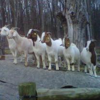 goats milk soap & more.......
