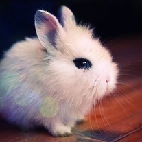 Animal_bunny_cute_fluffy_kawaii_animals-0c75206755836a1a25319d7eae1b88d1_h