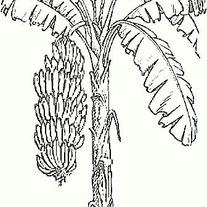 Bananas_and_tree