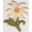 Daisy-button