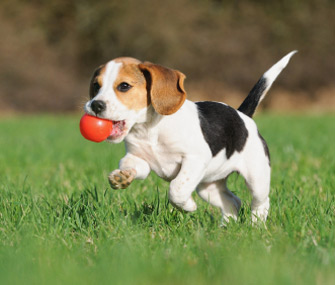 The Very Best Puppy Breed For Your Household