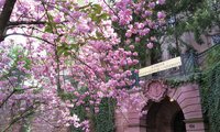 Schiller International University