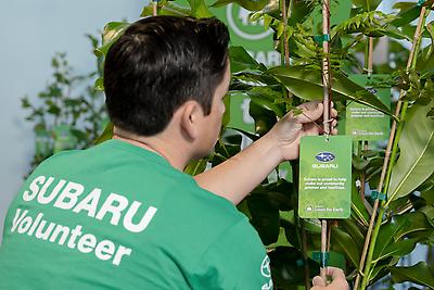 Trees provide oxygen, filter water, clean the air, prevent flooding, and cool environments to help build healthier communities and a more sustainable planet. But every year, American cities lose millions of trees due to age, disease, infestation, and extreme weather. To help address this tree loss, Subaru, its retailers, and the Arbor Day Foundation will supply and distribute 65,000 trees this year, building upon a legacy of supporting environmental causes that includes the replanting of 1 million trees in western states to address post-wildfire reforestation efforts.