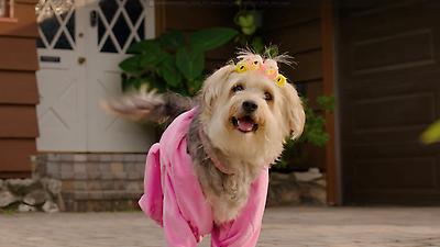 Subaru of America has unveiled its new “Dog Tested. Dog Approved.” campaign, with the beloved Barkley family of dogs behind the wheel of Subaru’s latest vehicles, navigating everyday adventures. In “New Look,” other dogs in the neighborhood are stunned to see the Barkleys behind the wheel of an all-new, completely redesigned 2026 Subaru Outback.