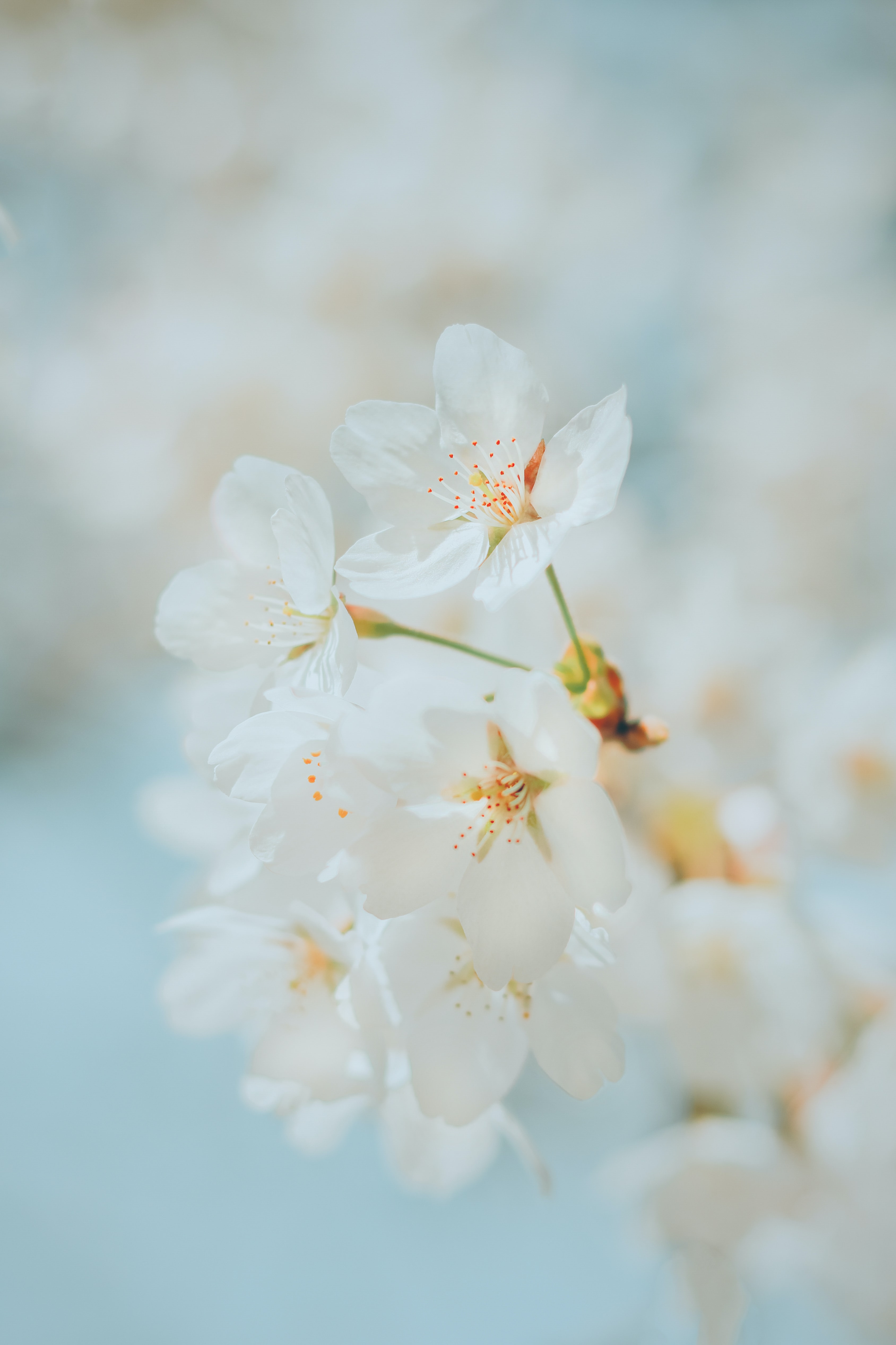 Preview of 12-jpg-d775b9f685d642f6