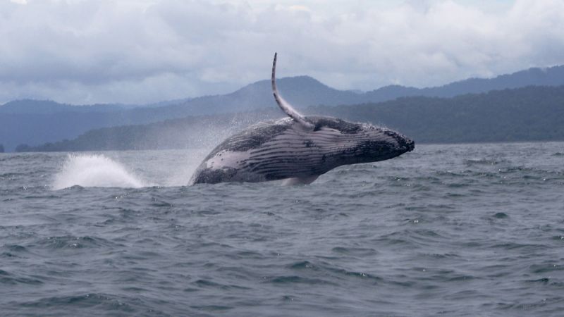 Thumbnail of Humpback whale makes record journey from South America to Africa | CNN