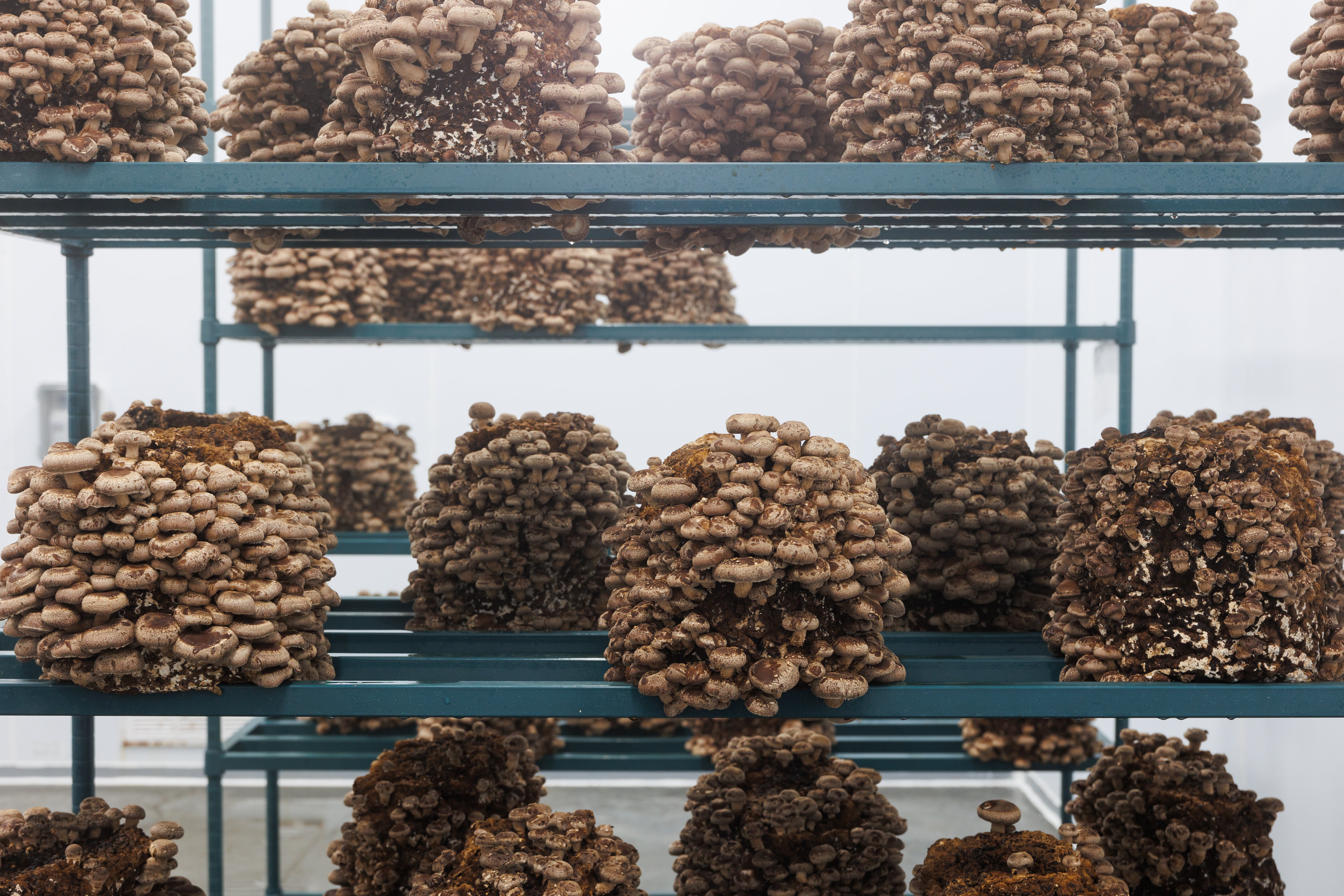 Thumbnail of Smallhold - Organic Mushroom Farms