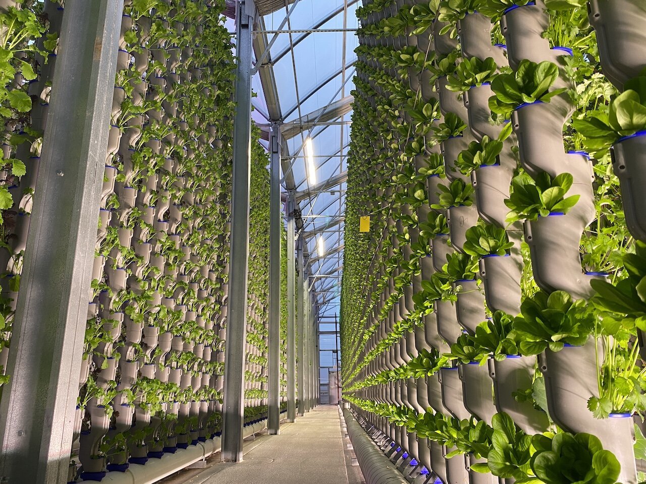 Thumbnail of Is Vertical Farming Profitable? A Comprehensive Analysis | Eden Green