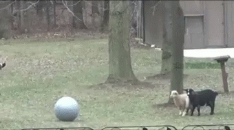 Preview of goat-all-gif-goat-all-freeze-discover-and-share-gifs