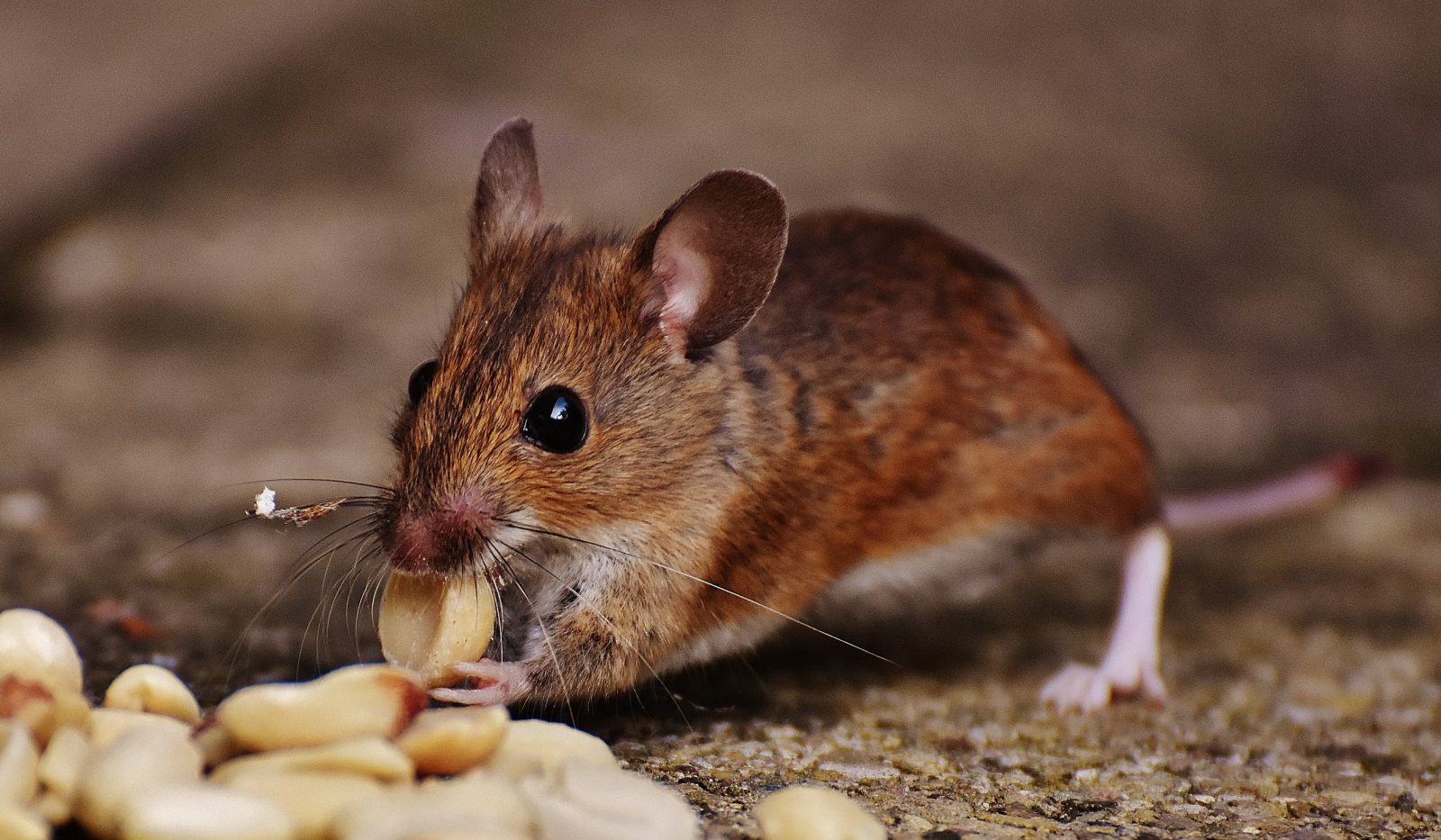 Preventative Pest Treatment Wakefield