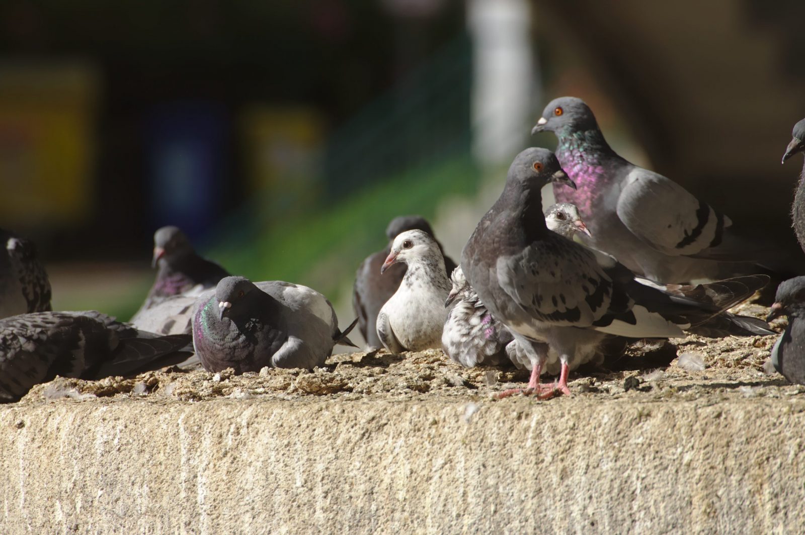 Insect Pest Management Wakefield