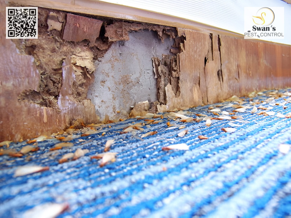 Termite Control & Extermination