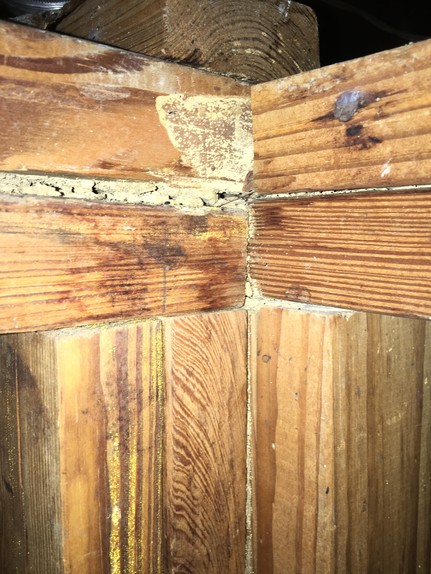 Hornet & Wasp Control