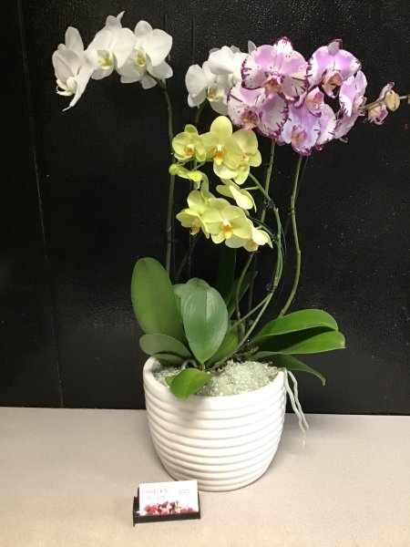 A 5 Star Customer Reviewed Flower Arrangement Designed by Expressions In Bloom in Corvallis, OR