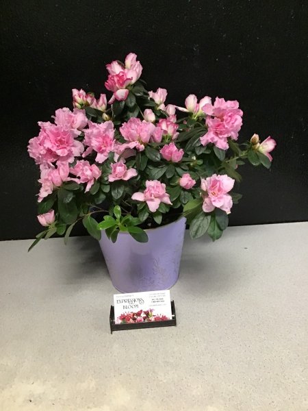 A 5 Star Customer Reviewed Flower Arrangement Designed by Expressions In Bloom in Corvallis, OR