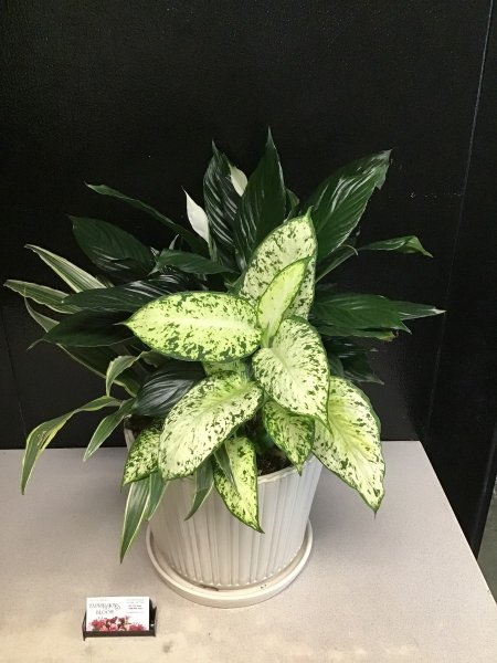 A 5 Star Customer Reviewed Flower Arrangement Designed by Expressions In Bloom in Corvallis, OR