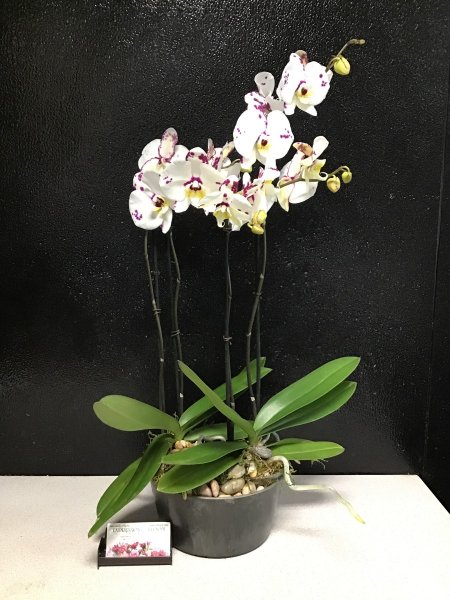 A 5 Star Customer Reviewed Flower Arrangement Designed by Expressions In Bloom in Corvallis, OR