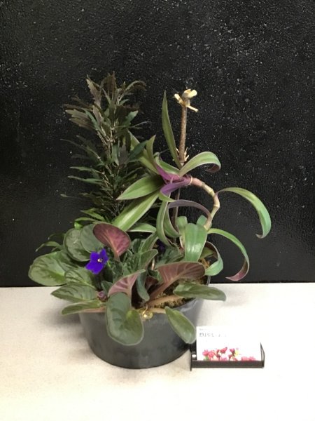 A 5 Star Customer Reviewed Flower Arrangement Designed by Expressions In Bloom in Corvallis, OR