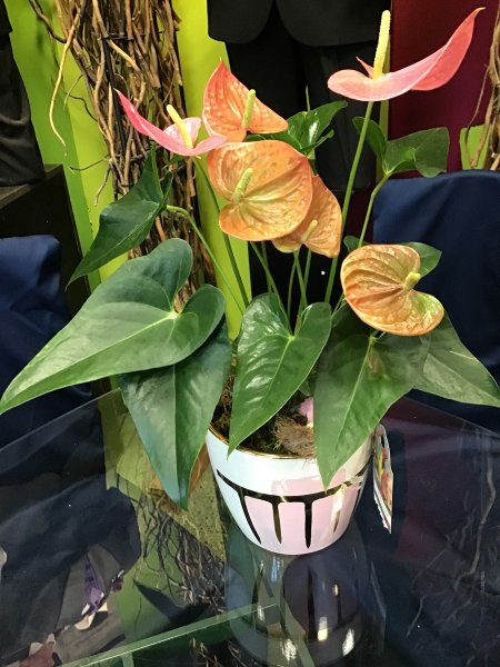 A 5 Star Customer Reviewed Flower Arrangement Designed by Expressions In Bloom in Corvallis, OR