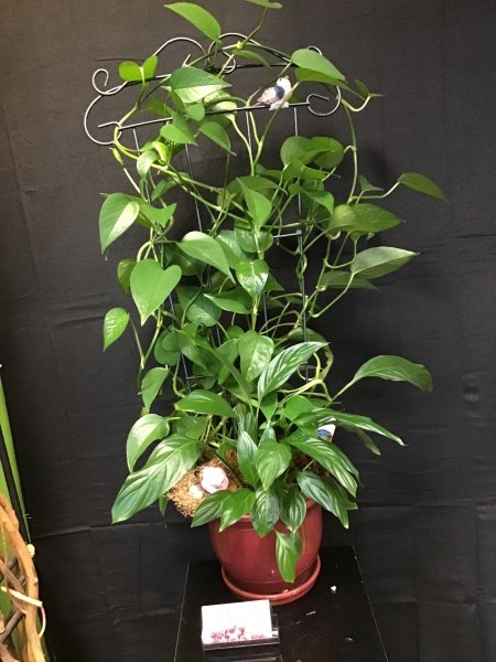 A 5 Star Customer Reviewed Flower Arrangement Designed by Expressions In Bloom in Corvallis, OR