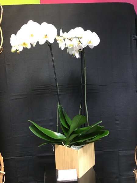 A 5 Star Customer Reviewed Flower Arrangement Designed by Expressions In Bloom in Corvallis, OR