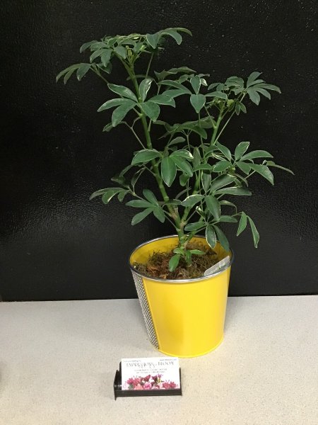 A 5 Star Customer Reviewed Flower Arrangement Designed by Expressions In Bloom in Corvallis, OR A 5 Star Customer Reviewed Flower Arrangement Designed by Expressions In Bloom in Corvallis, OR