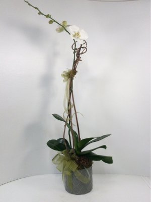 Miami Gardens Florist - Aventura, FL | Flower Reviews