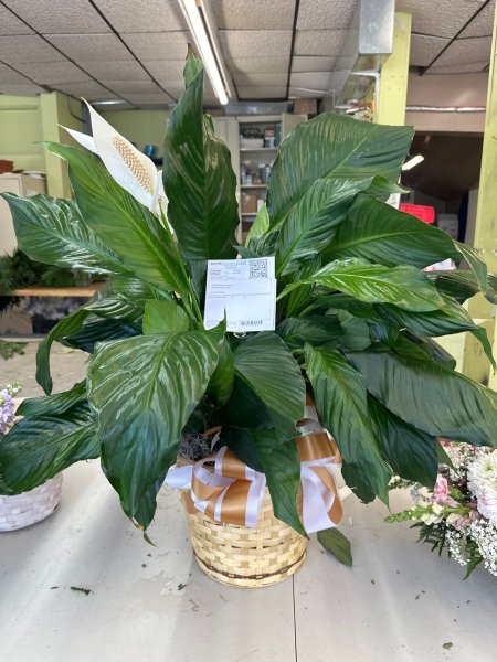 A 5 Star Customer Reviewed Flower Arrangement Designed by Salvy the Florist in Lynn, MA