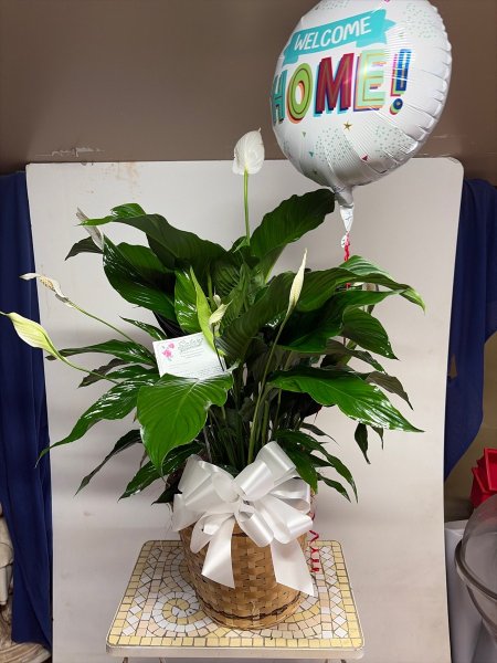 A 5 Star Customer Reviewed Flower Arrangement Designed by Salvy the Florist in Lynn, MA A 5 Star Customer Reviewed Flower Arrangement Designed by Salvy the Florist in Lynn, MA