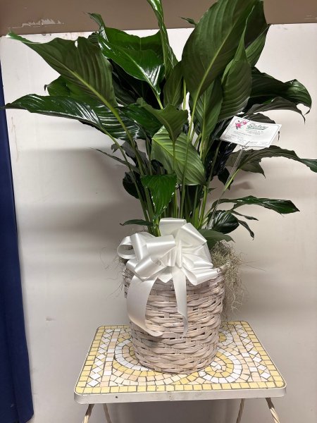 A 5 Star Customer Reviewed Flower Arrangement Designed by Salvy the Florist in Lynn, MA