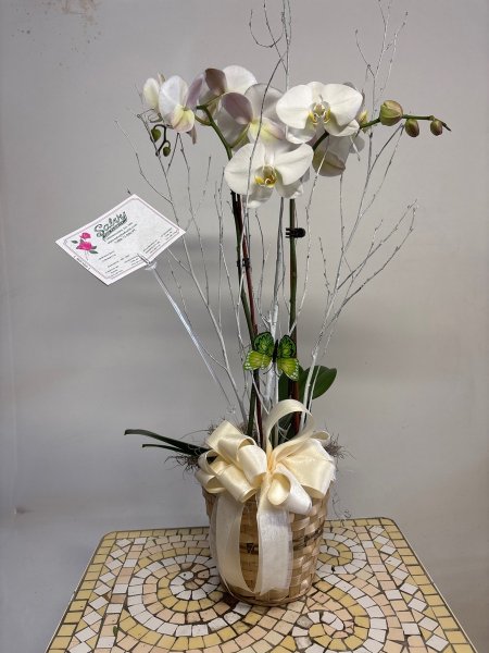 A 5 Star Customer Reviewed Flower Arrangement Designed by Salvy the Florist in Lynn, MA A 5 Star Customer Reviewed Flower Arrangement Designed by Salvy the Florist in Lynn, MA