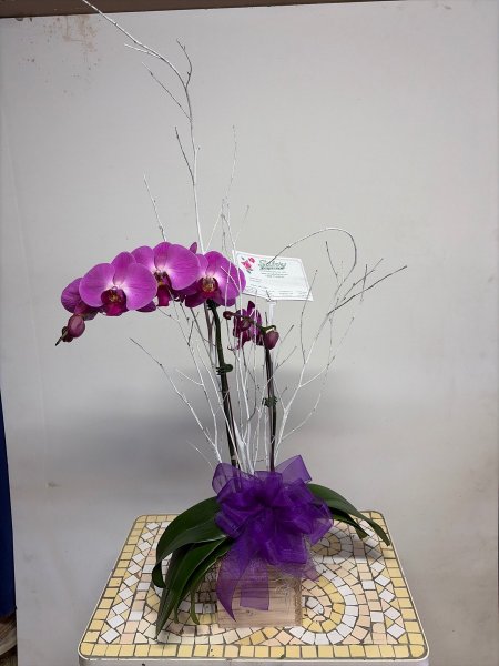 A 5 Star Customer Reviewed Flower Arrangement Designed by Salvy the Florist in Lynn, MA