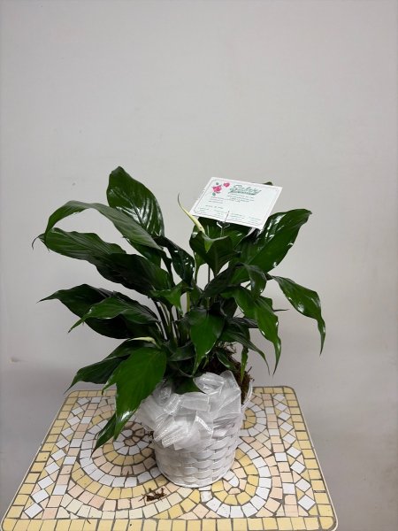 A 5 Star Customer Reviewed Flower Arrangement Designed by Salvy the Florist in Lynn, MA