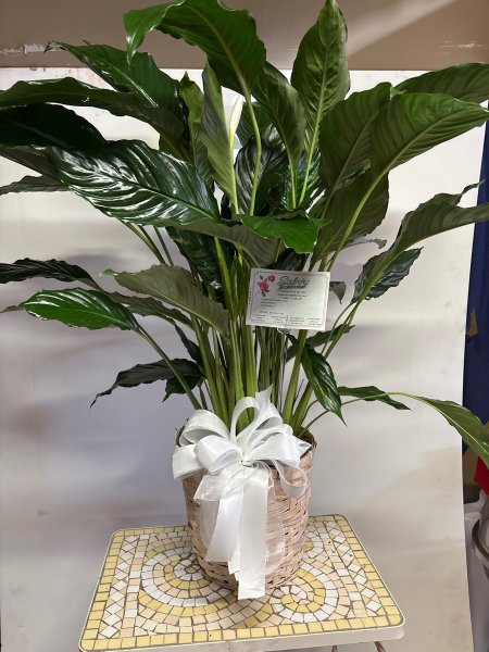 A 5 Star Customer Reviewed Flower Arrangement Designed by Salvy the Florist in Lynn, MA