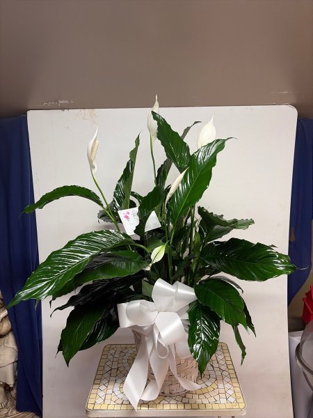 A 5 Star Customer Reviewed Flower Arrangement Designed by Salvy the Florist in Lynn, MA A 5 Star Customer Reviewed Flower Arrangement Designed by Salvy the Florist in Lynn, MA