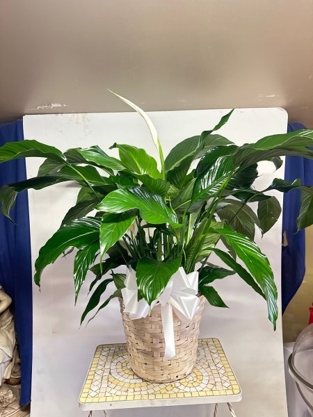 A 4 Star Customer Reviewed Flower Arrangement Designed by Salvy the Florist in Lynn, MA