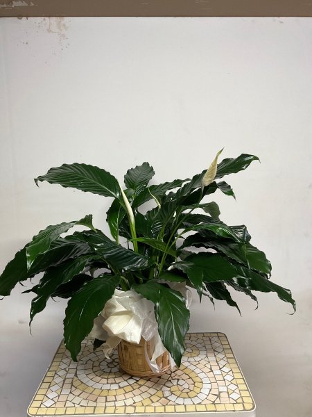 A 5 Star Customer Reviewed Flower Arrangement Designed by Salvy the Florist in Lynn, MA