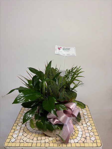 A 5 Star Customer Reviewed Flower Arrangement Designed by Salvy the Florist in Lynn, MA A 5 Star Customer Reviewed Flower Arrangement Designed by Salvy the Florist in Lynn, MA