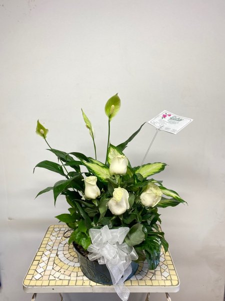 A 5 Star Customer Reviewed Flower Arrangement Designed by Salvy the Florist in Lynn, MA A 5 Star Customer Reviewed Flower Arrangement Designed by Salvy the Florist in Lynn, MA