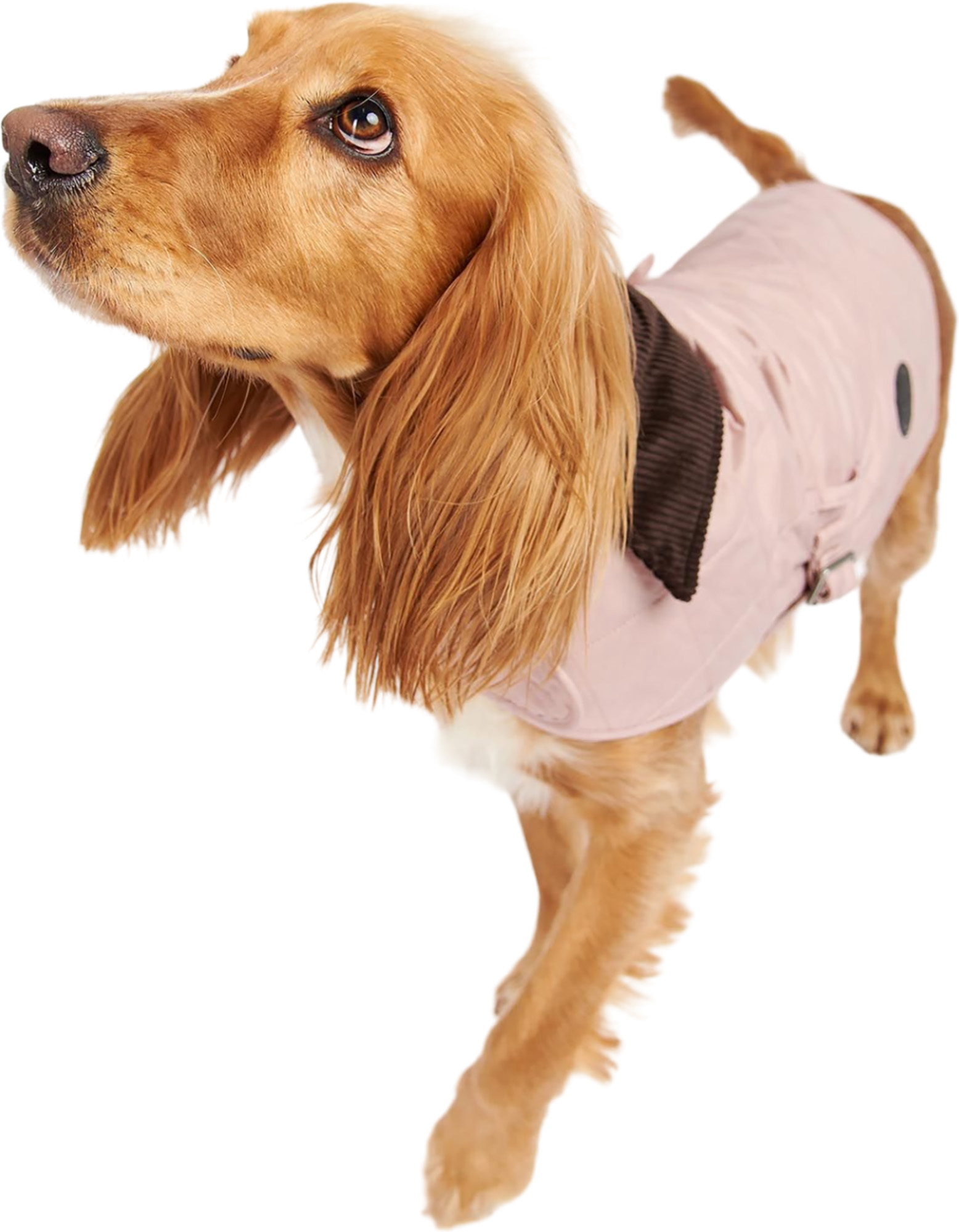 Barbour Quilted Dog Coat | Altitude Sports