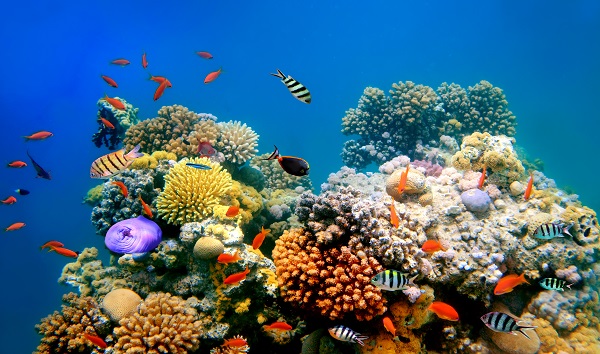 Coral reefs could stop growing in 10 years unless greenhouse gases are significantly reduced, new study says - Vimarsana News