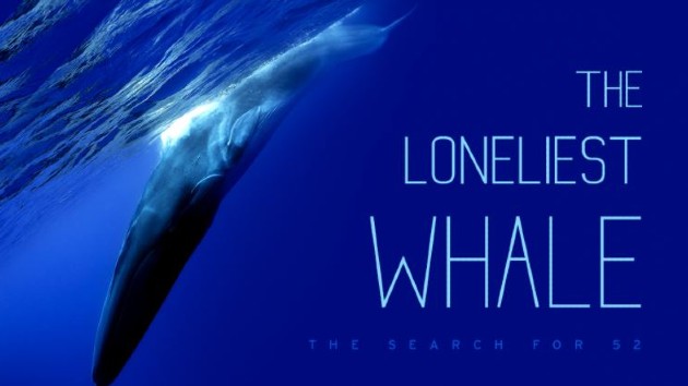 Director Joshua Zeman unravels a whale of a tale in 'The Loneliest Whale: The Search for 52'