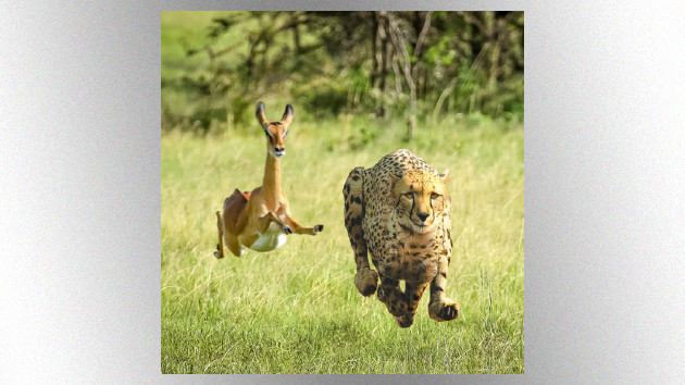 Tame Impala & Thundercat release collaborative single, “No More Lies” Tame Impala & Thundercat release collaborative single, “No More Lies”