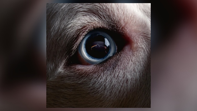 Roger Waters heckled after reading from unpublished memoir at ‘Dark Side Redux’ show Roger Waters heckled after reading from unpublished memoir at ‘Dark Side Redux’ show