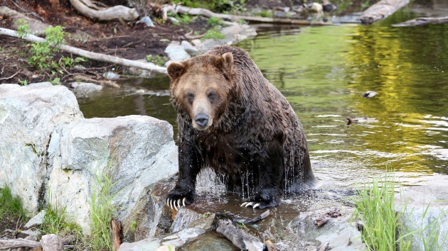 Grizzly bear attacks school group in Canada’s British Columbia province, injuring 11