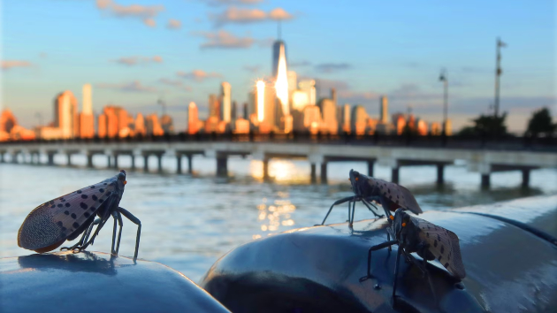 Why invasive spotted lanternflies are thriving in the US