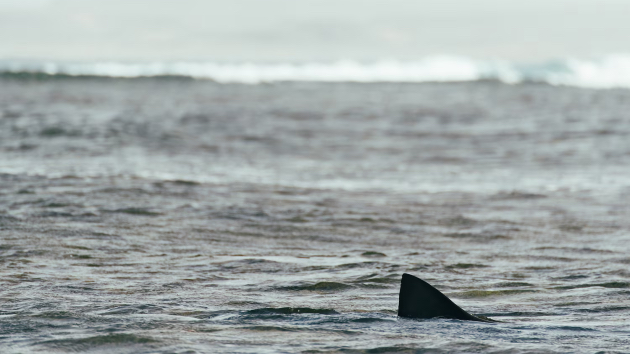 White shark reported off East Coast in NJ and NY