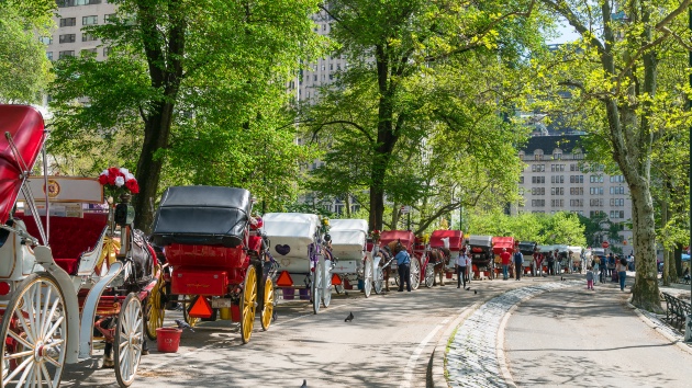Central Park carriage horse's cause of death revealed