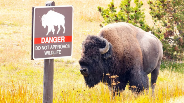 12-year-old injured by bison at Yellowstone National Park