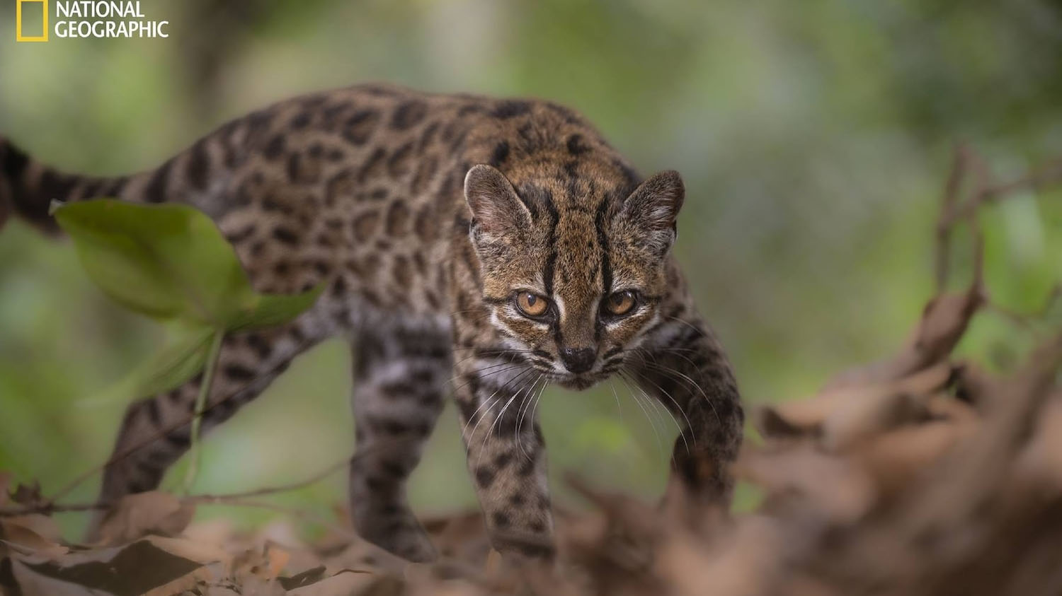 First new feline species in 100 years discovered in Bolivian forest